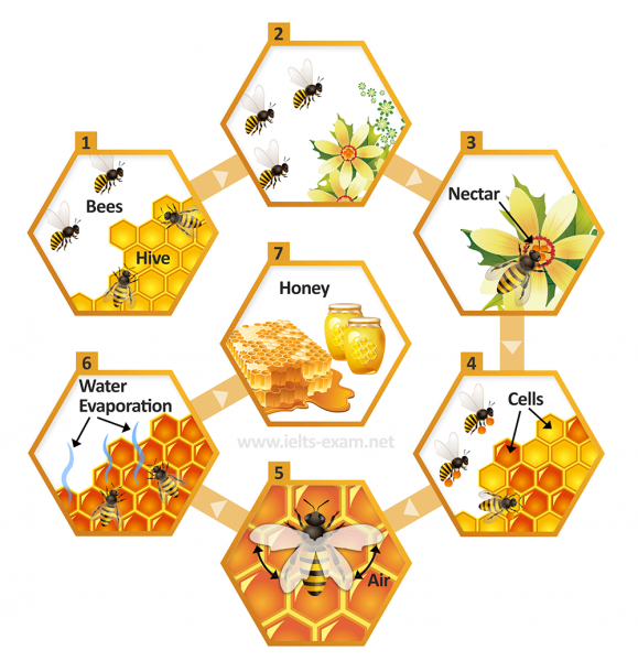 The diagram illustrates how bees produce honey Summarize the information by selecting and The diagram illustrates how bees produce honey Summarize the information by selecting and